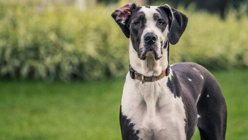 Fat great outlet dane dog